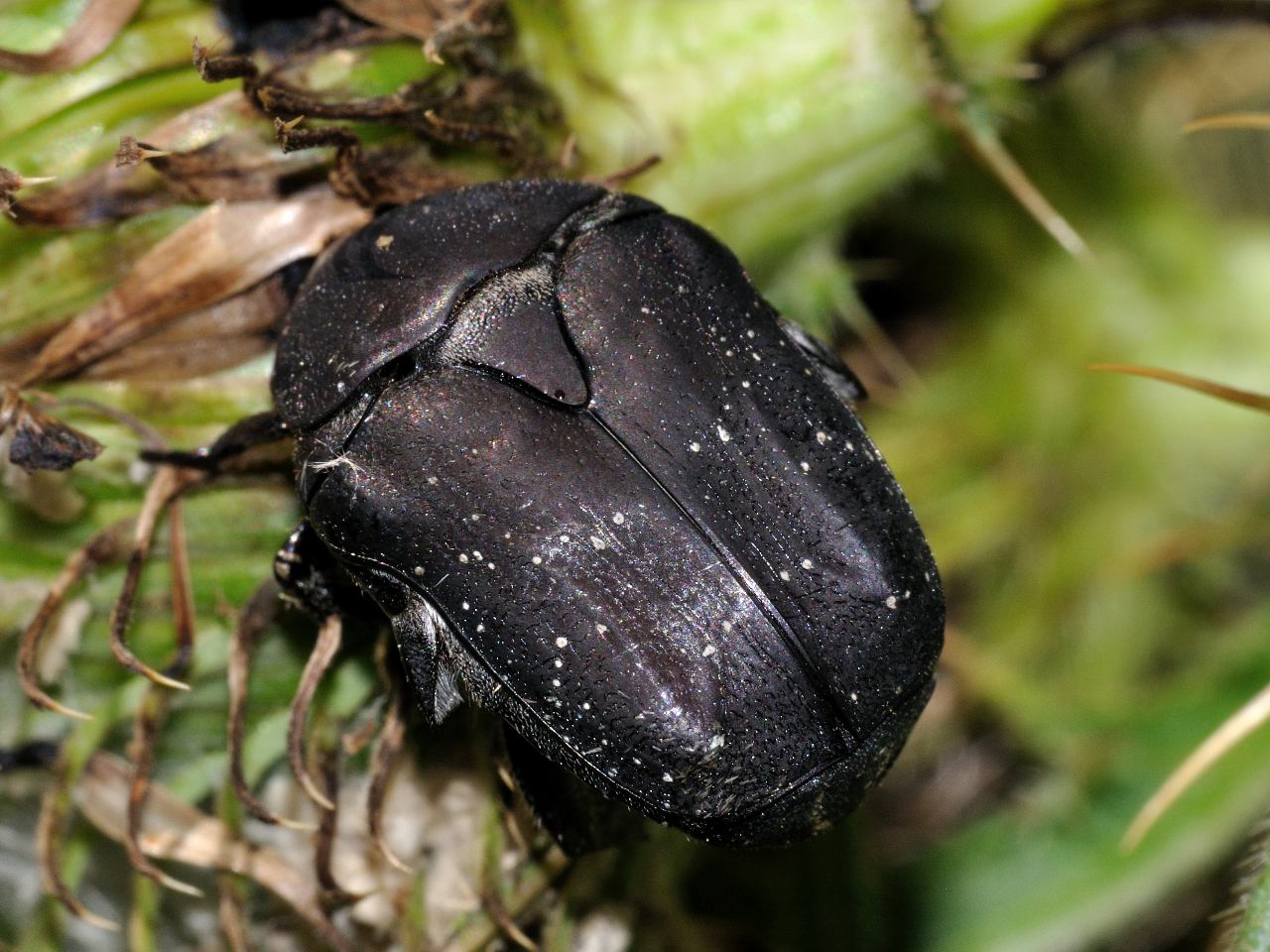 Netocia morio